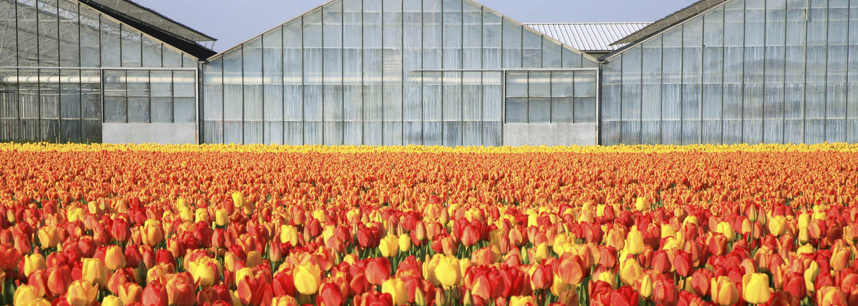 Tulpenveld met op de achtegrond kassen