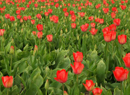 Tulpenveld