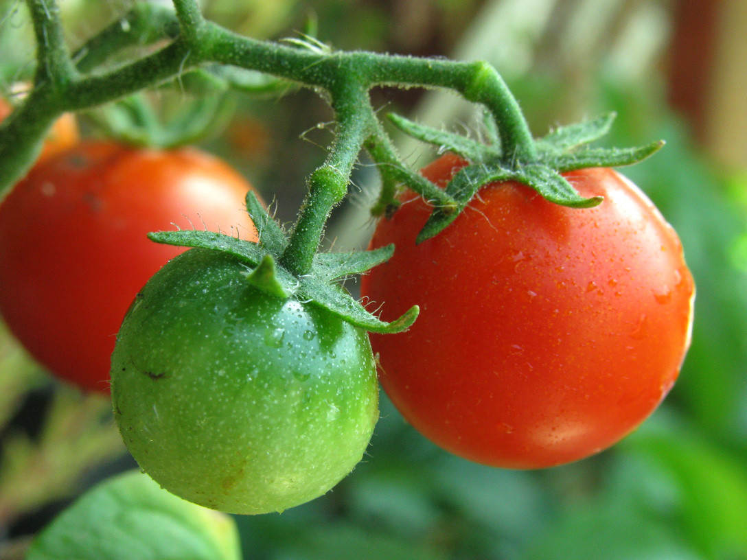 Tomaten aan een tros